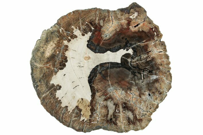 Beautiful Petrified Wood (Araucaria) Round - Madagascar #317387